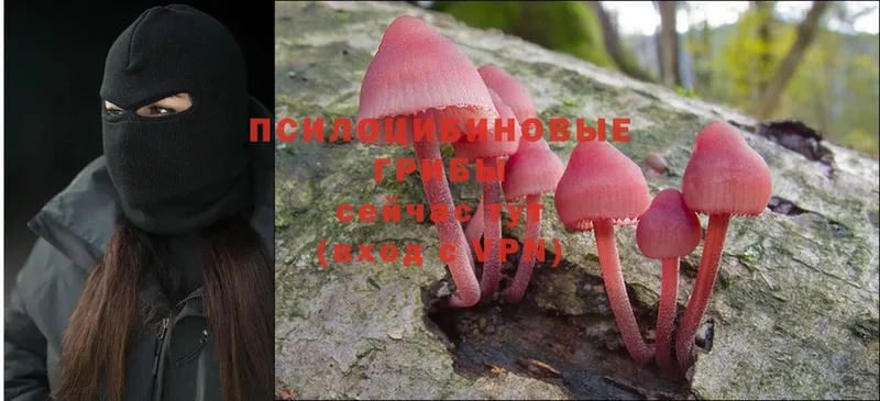 продажа наркотиков  Бирюсинск  Галлюциногенные грибы Psilocybine cubensis 